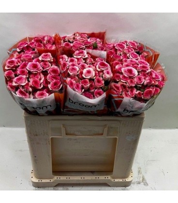 Rose Branchue Tralala 50 Cm