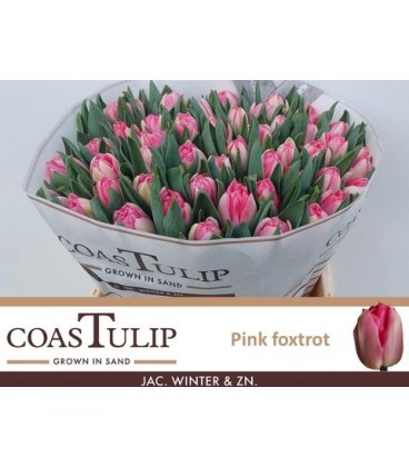 Tulipe Pink Foxtrot