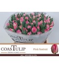 Tulipe Pink Foxtrot