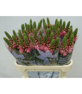 Muflier cool Rose 75 cm