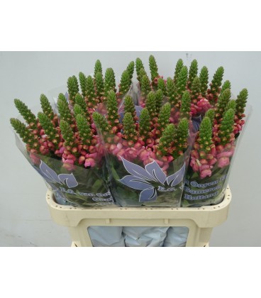 Muflier cool Rose 80 cm