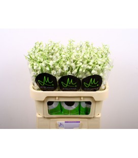 Delphinium Blanc 70 cm