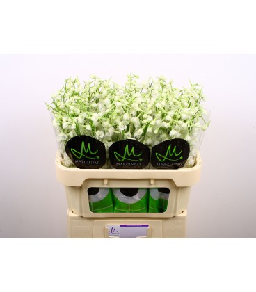 Delphinium Blanc 60 cm