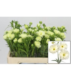 Renoncule Butterfly Grace 55 cm