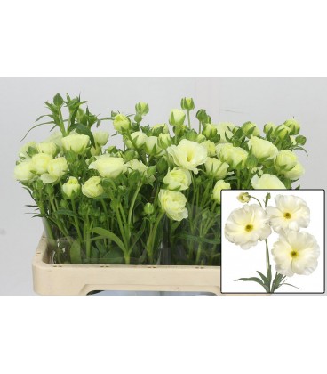 Renoncule Butterfly Grace 60 cm