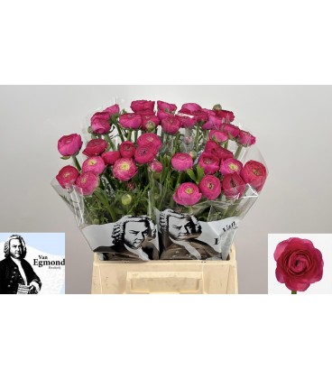 Renoncule Azur Antic rose