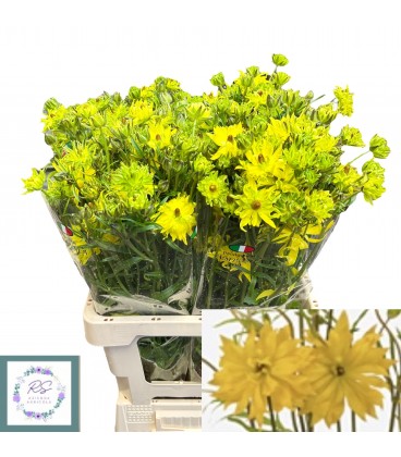 Renoncule Modern Proxima 65 Cm