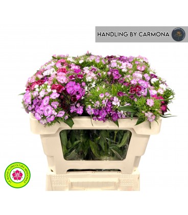 Dianthus Barbathus mix 60 cm