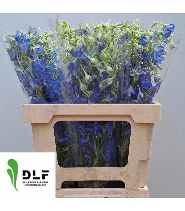 Delphinium Volkerfried 75cm