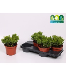 Crassula horn tree Ø 17 H 24