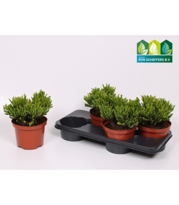 Crassula horn tree Ø 17 H 24