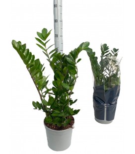 Zamioculcas Pot de 21 h 75
