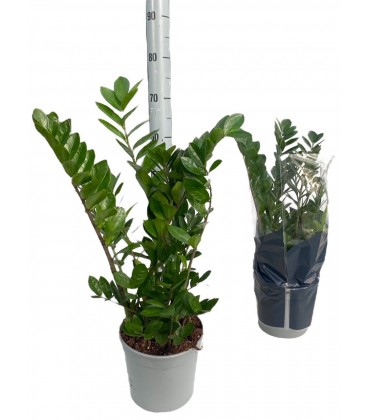 Zamioculcas Pot de 21 h105