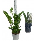 Zamioculcas Pot de 21 h 75