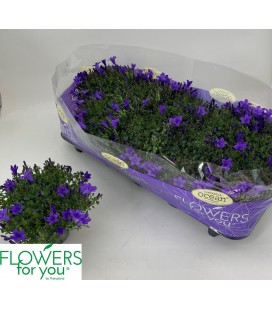 Campanule ocean pot de 11