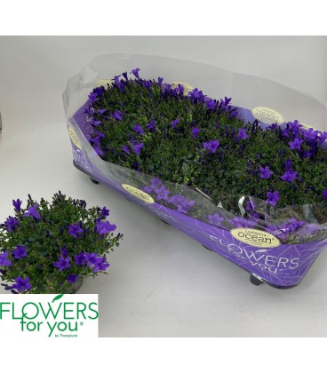 Campanule ocean pot de 11