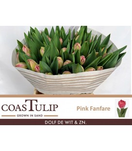 Tulipe Du Pink fanfare
