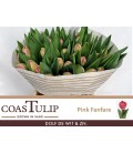 Tulipe Du Pink fanfare