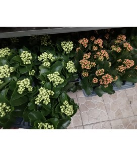 Kalanchoe Ø 14 FR