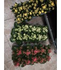 Kalanchoe FR fleur double Ø10