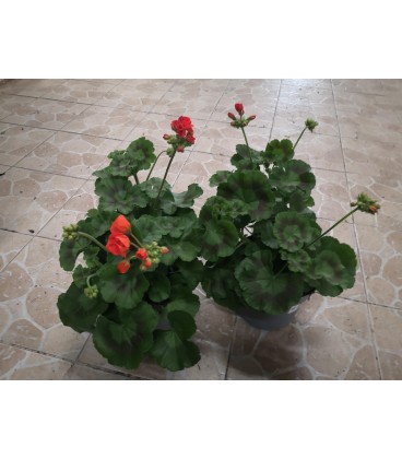 Géranium Zonale pot de 19