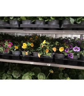 Calibrachoa Million bells pot 10.5