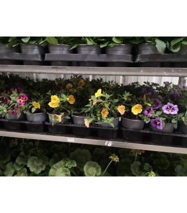 Calibrachoa Million bells pot 10.5