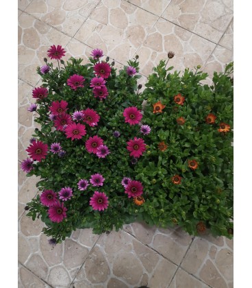 Osteo mix pot de 10.5