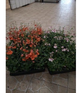 Diascia mix pot de 10.5 h 20