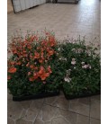 Diascia mix pot de 10.5 h 20