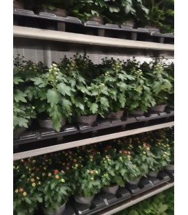 Chrysantheme Ø 13 FR