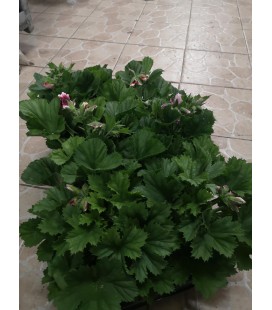 Pelargonium Ø13 FR