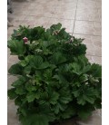 Pelargonium Ø13 FR
