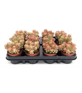Sedum rosea pot de 8.50