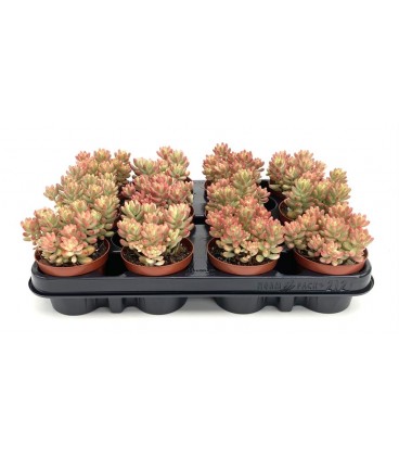 Sedum rosea pot de 8.50 h 10