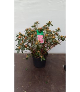 Azalee Japonica pot de 19