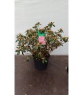 Azalee Japonica pot de 19