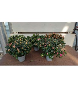 Azalée tardive pot de 15 mix