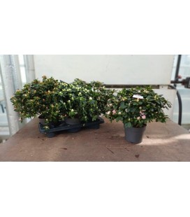 Azalée tardive Ø 18 H40