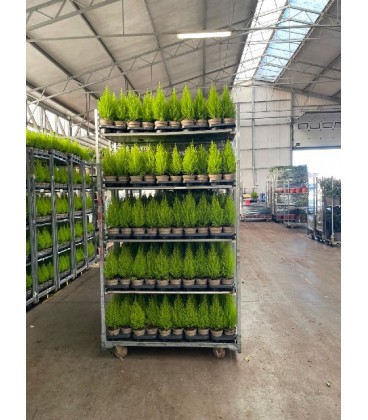 Gold crest Wilma Ø 13h 50