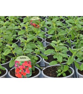 Sauge Greggii red Ø 10.5