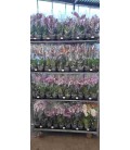 Phalaenopsis mix 2 b court Ø 12
