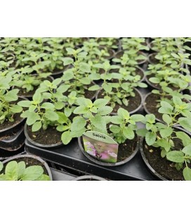 Sauge Greggii Ø 10.5 Lilac