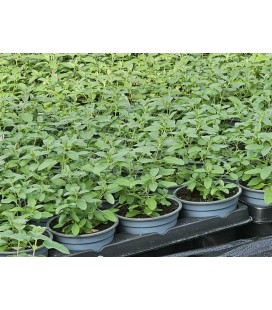 Sauge Greggii Dark pruple Ø 10.5