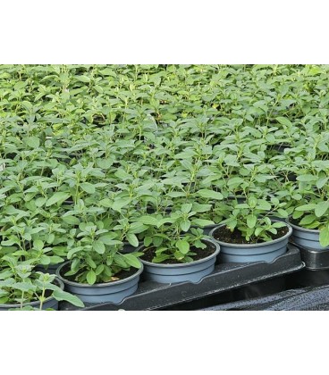 Sauge Greggii Dark pruple Ø 10.5