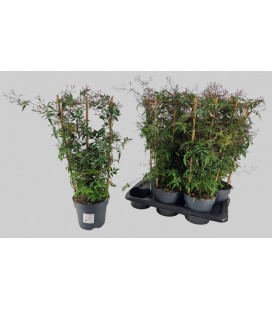 Jasmin polyanthum pot de17 h 65