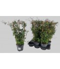 Jasmin polyanthum pot de17 h 65