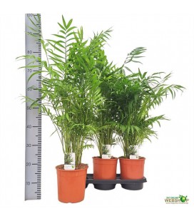 Chamaedorea elegans Ø 19 h 80