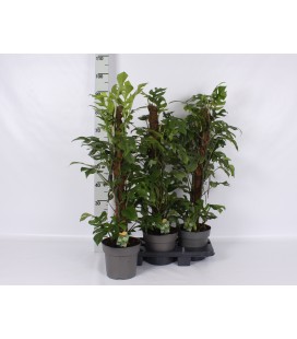 Philo overig  Ø 19 h 85