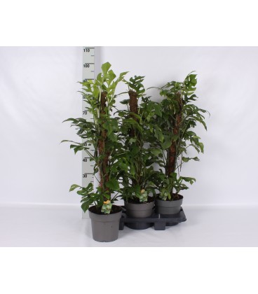 Philo overig  Ø 21h 70